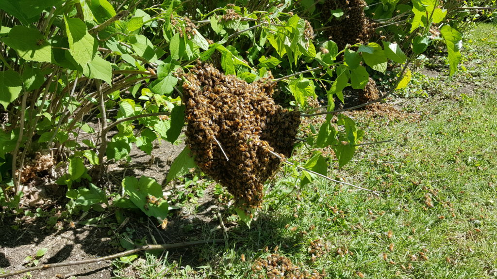 Swarm Picture