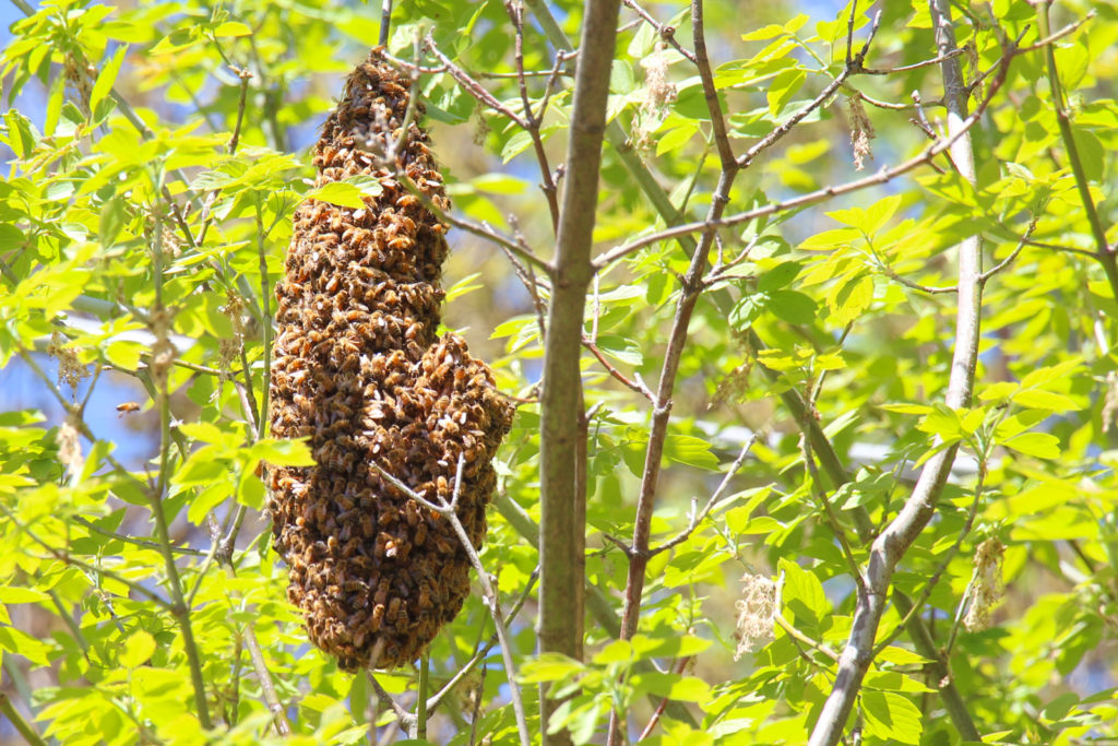 Picture of a swarm in tree